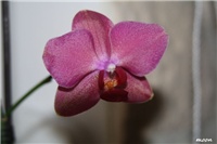 d26547b6-IMG_4224 orhideja.jpg